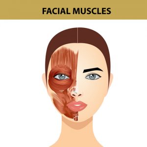 microcurrent-facial-muscles-affected